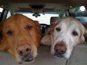 My golden retrievers 